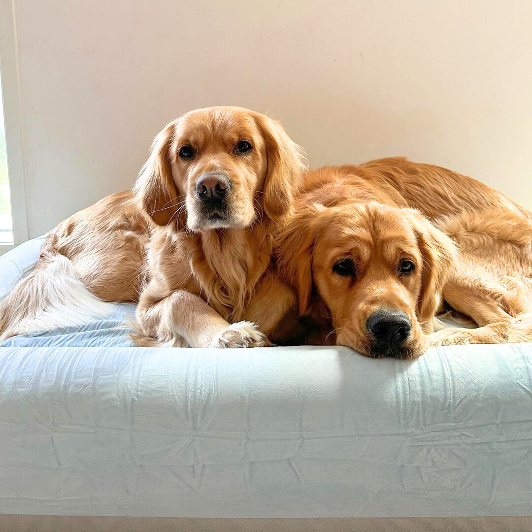 Warum pinkelt mein Hund pltzlich in mein Bett? | Dog Friendly Co. DE