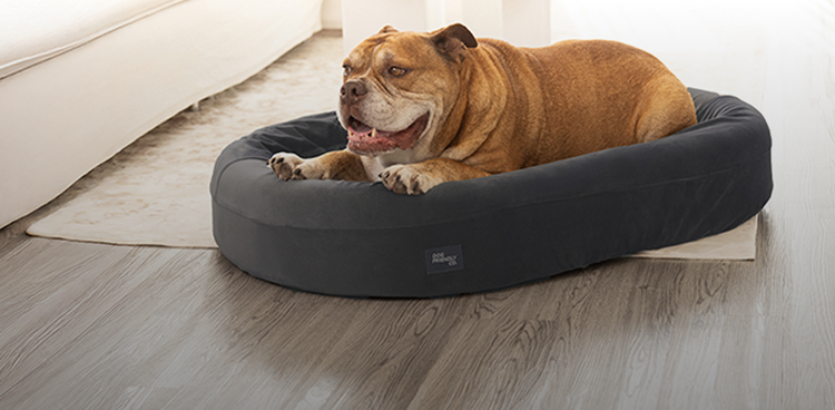 Komfort fr Hunde: Weiche vs. harte Betten  Dog Friendly Co. DE