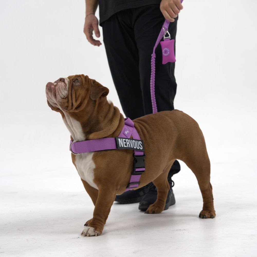 Signature Kit - Violett