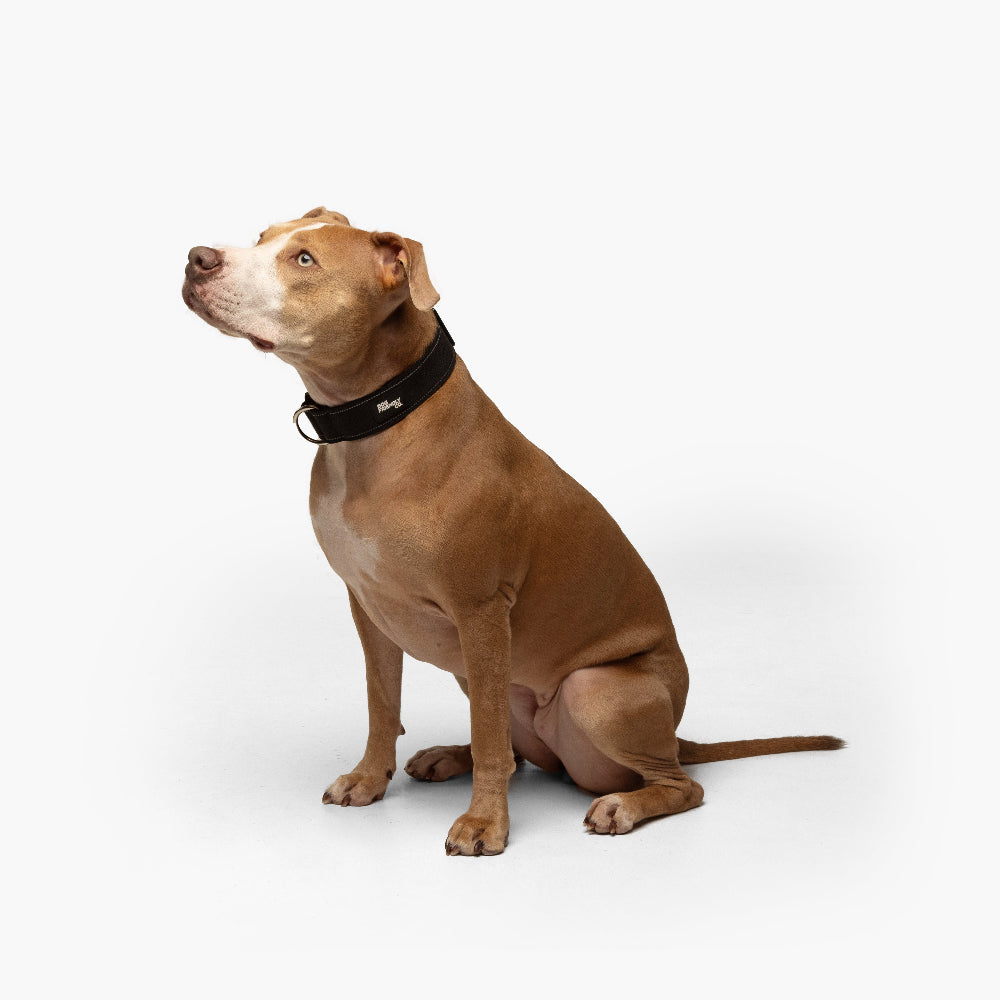 Hundeliebhaber-Paket - Schwarz