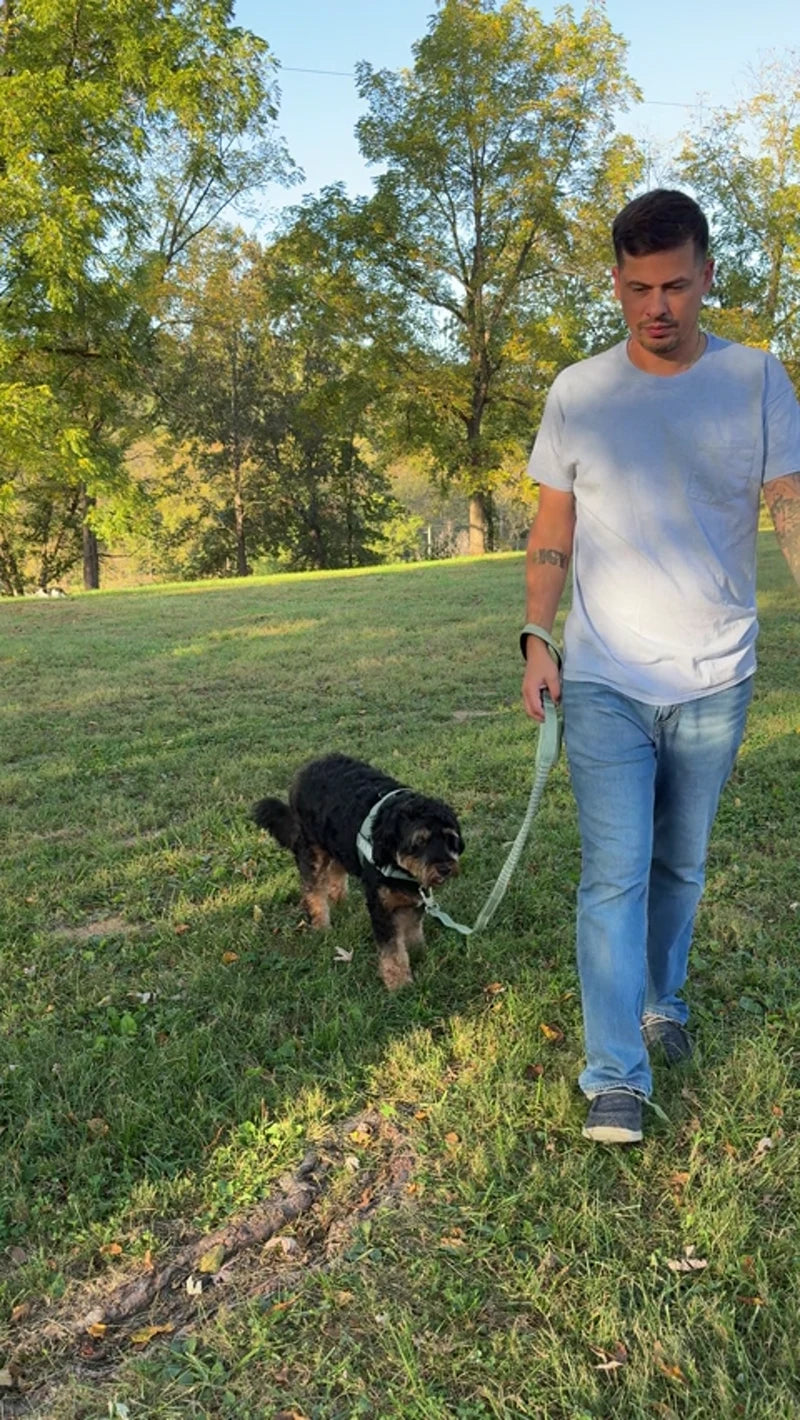 Owner walking a shepherd on grass