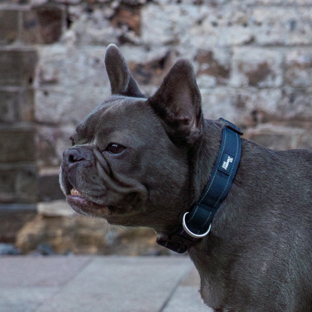 Taktisches Hundehalsband - Marineblau