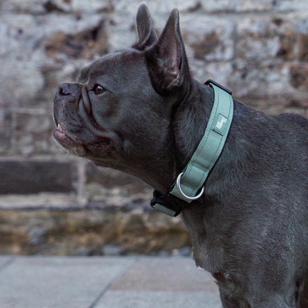 Taktisches Hundehalsband - Khaki