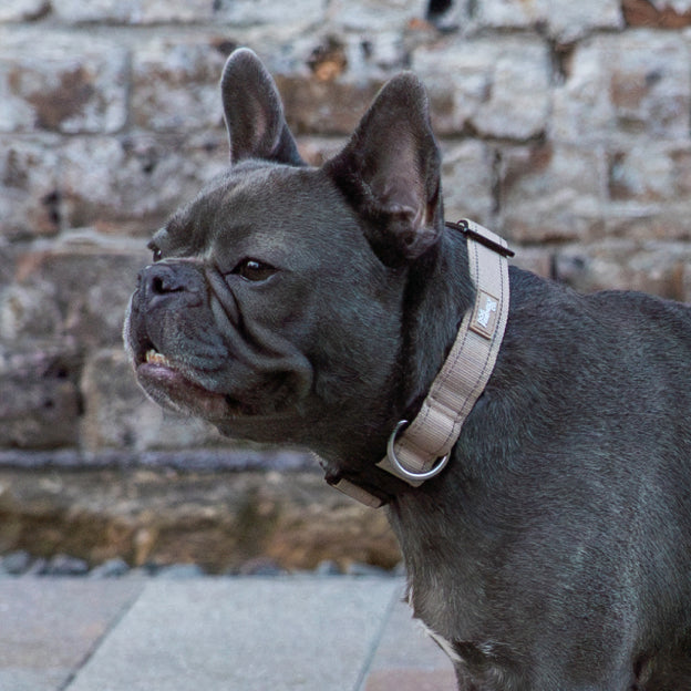 Taktisches Hundehalsband - Braun