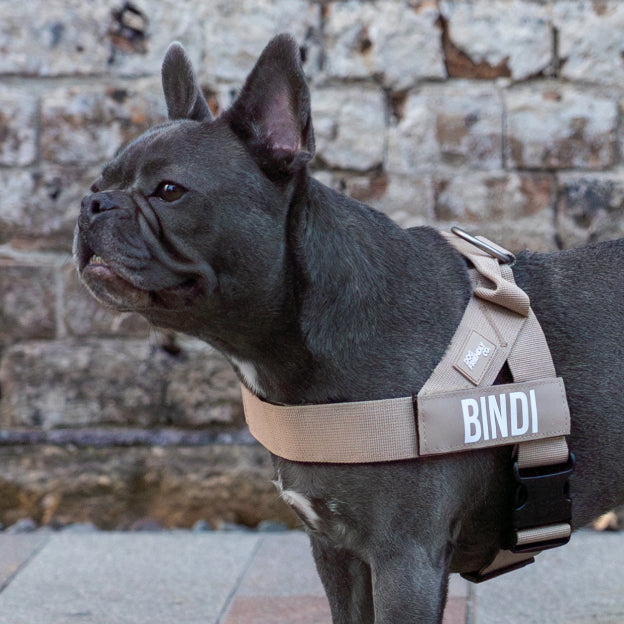 Hundegeschirr - Braun