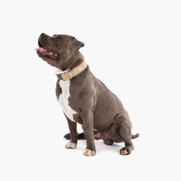Taktisches Hundehalsband - Braun