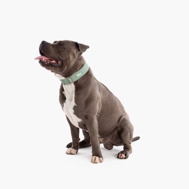 Taktisches Hundehalsband - Khaki