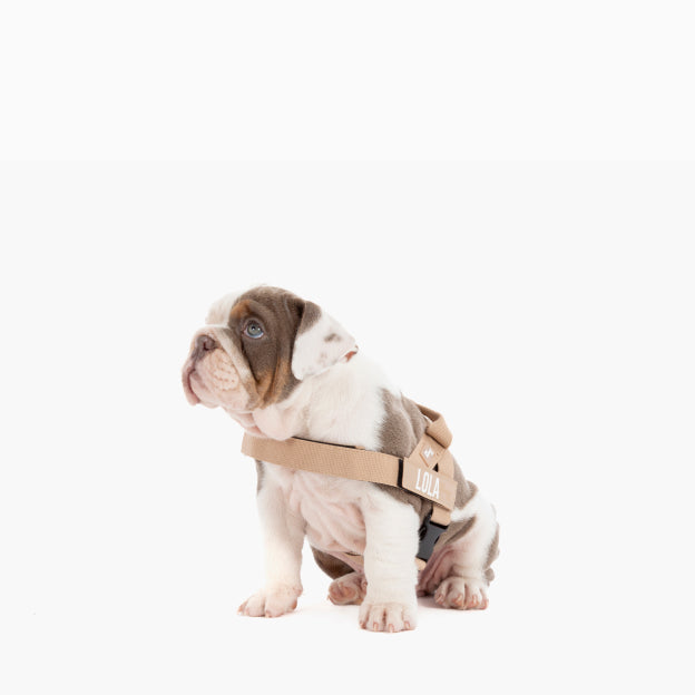 Hundegeschirr - Braun