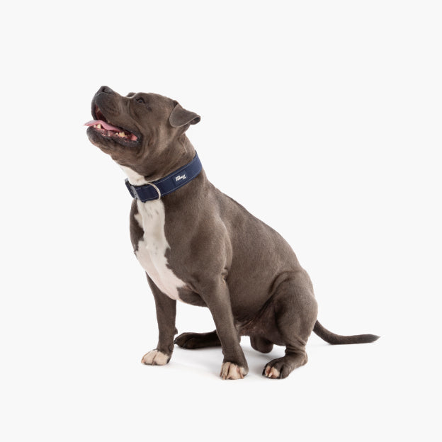 Taktisches Hundehalsband - Marineblau