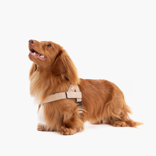Hundegeschirr - Braun