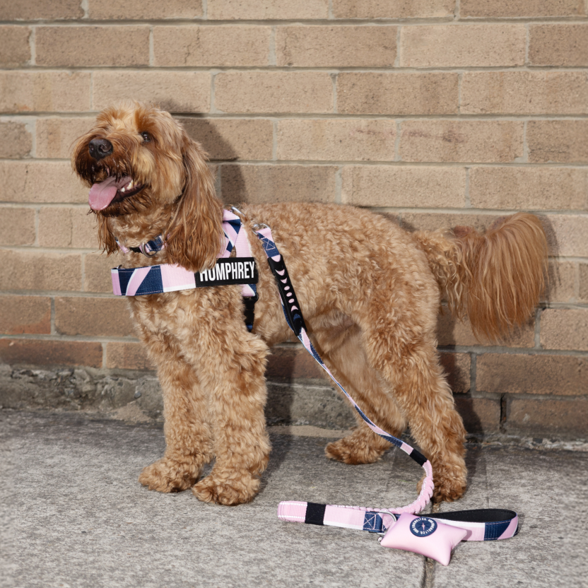 Taktisches Hundehalsband - Limitierte Auflage Pink
