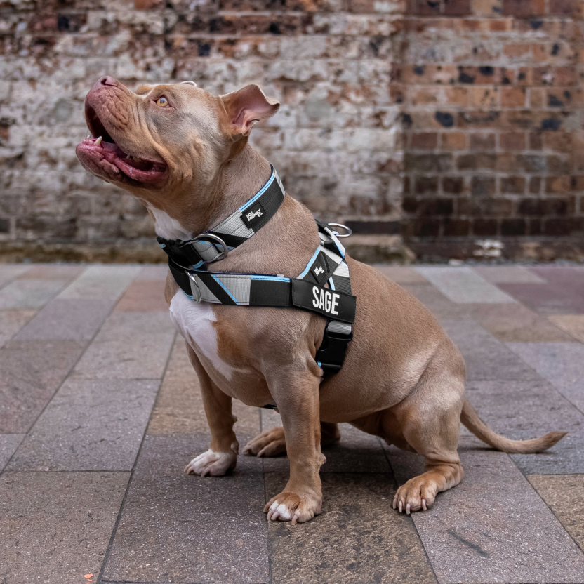 Taktisches Hundehalsband - Limitierte Auflage Blau