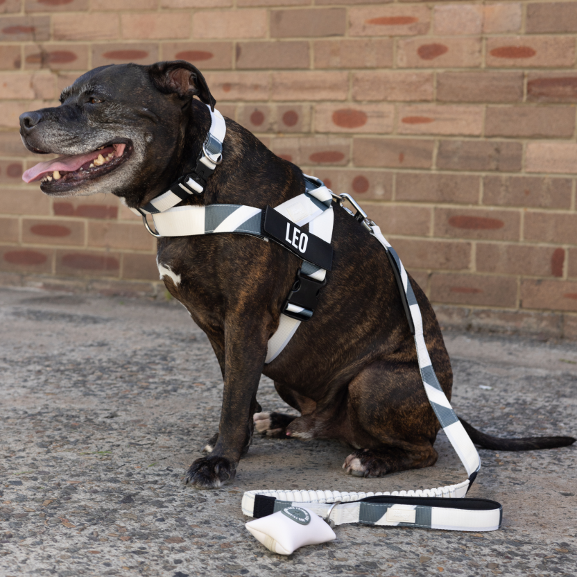 Taktisches Hundehalsband - Limitierte Auflage Beige