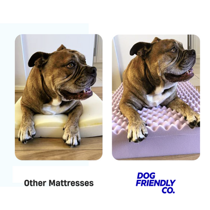 Premium Orthopädisches Memory-Schaum Hundebett - Champagner (Groß)