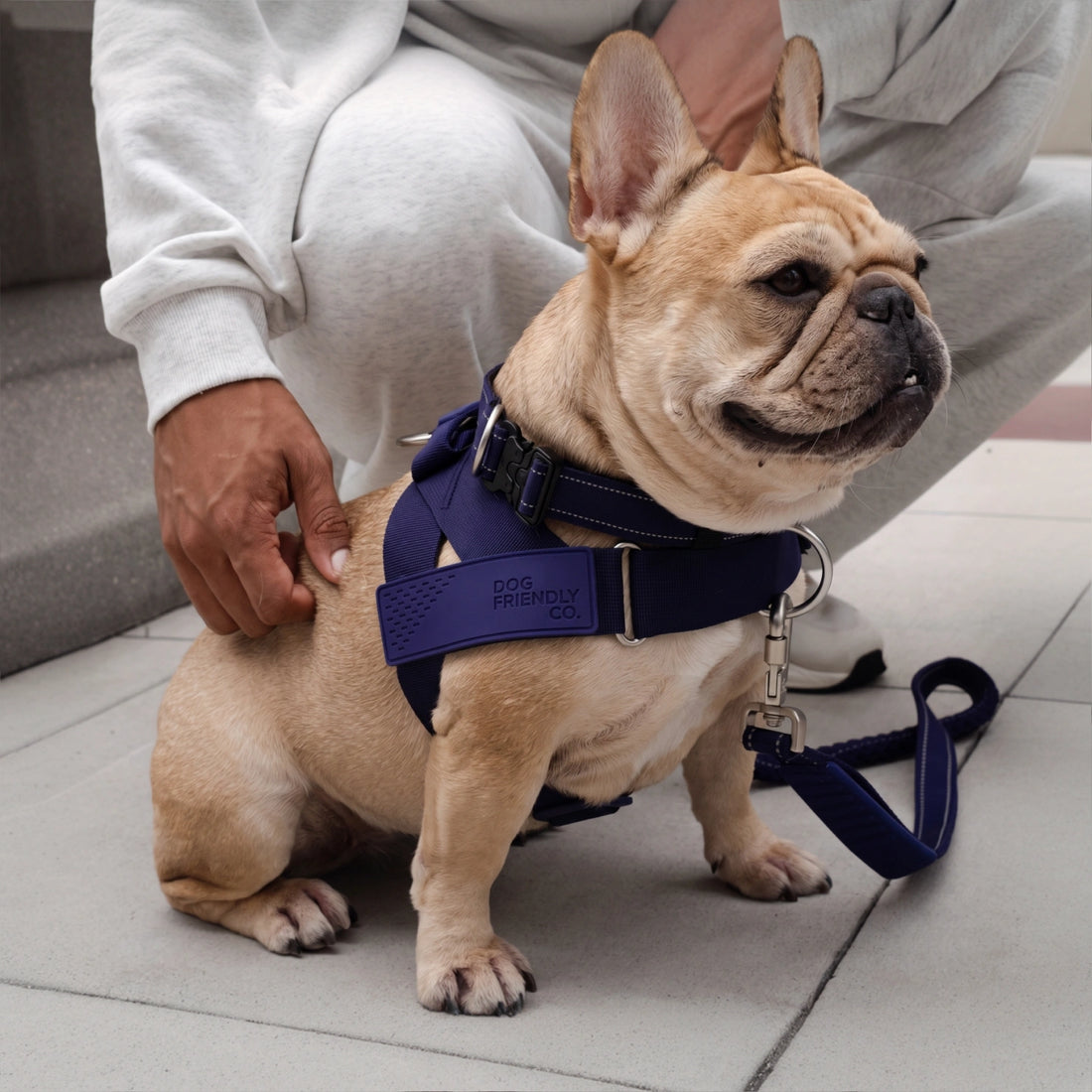 French bulldog in the Indigo harness and leash, sitting beside its owner