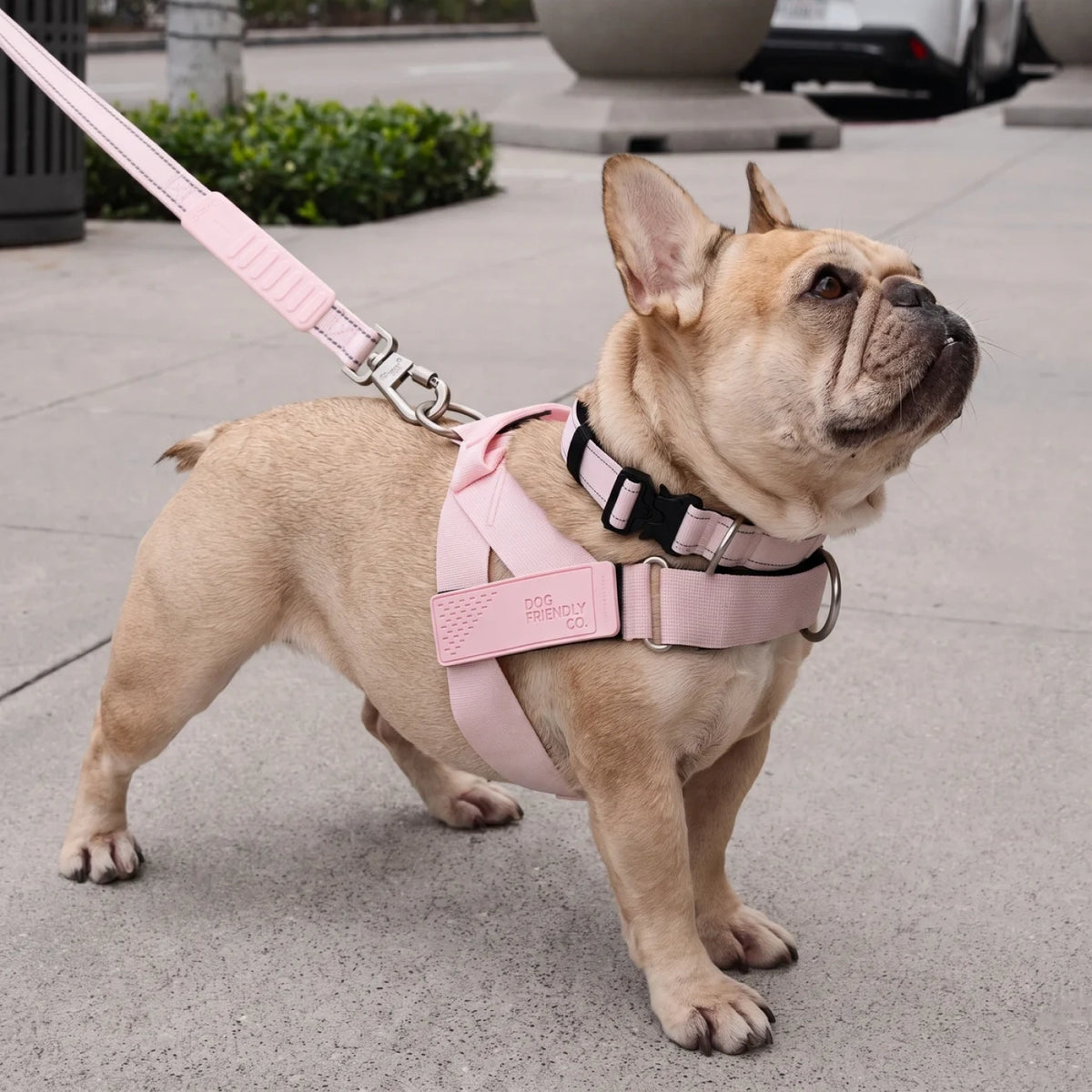 French bulldog in the Sakura harness and leash