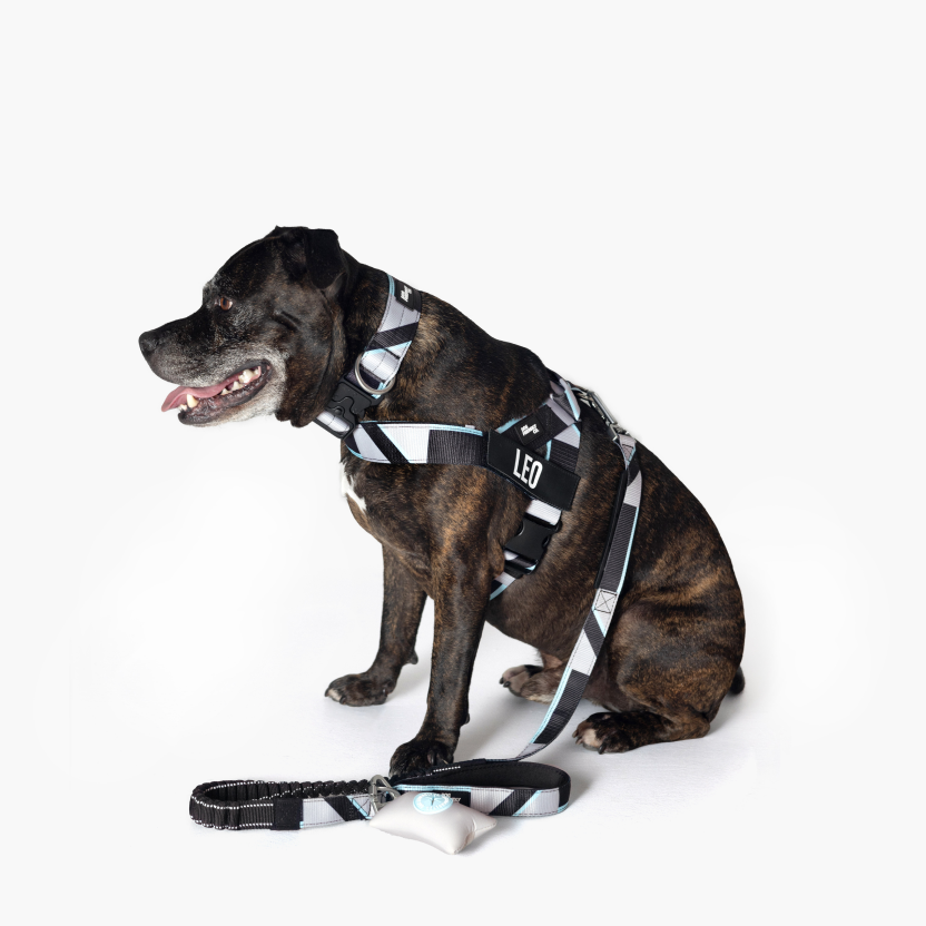 Taktisches Hundehalsband - Limitierte Auflage Blau