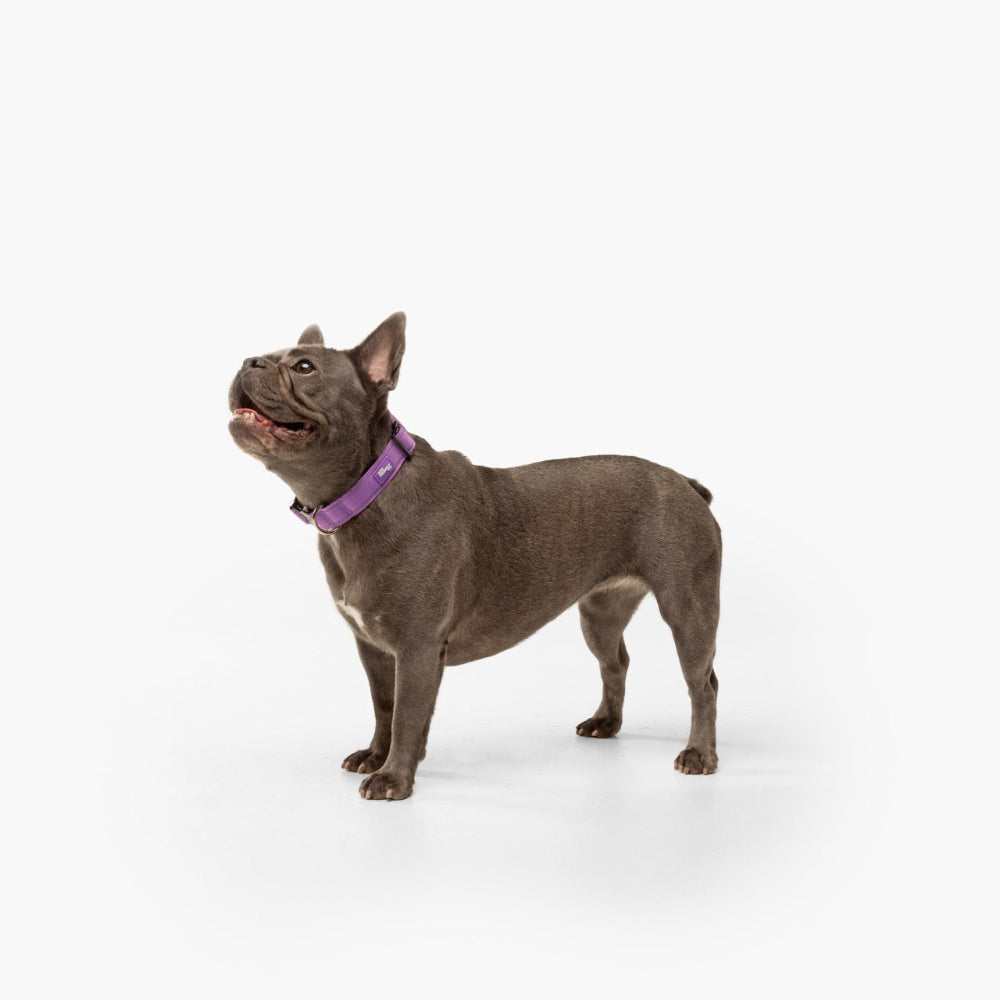 Taktisches Hundehalsband - Violett