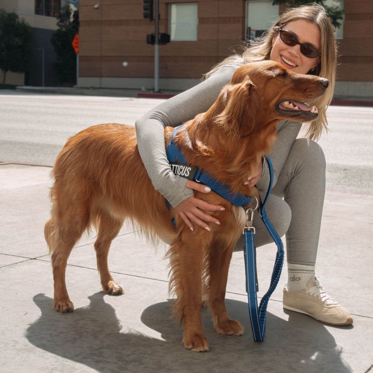 Classic Blue bungee dog leash in use while walking a dog.