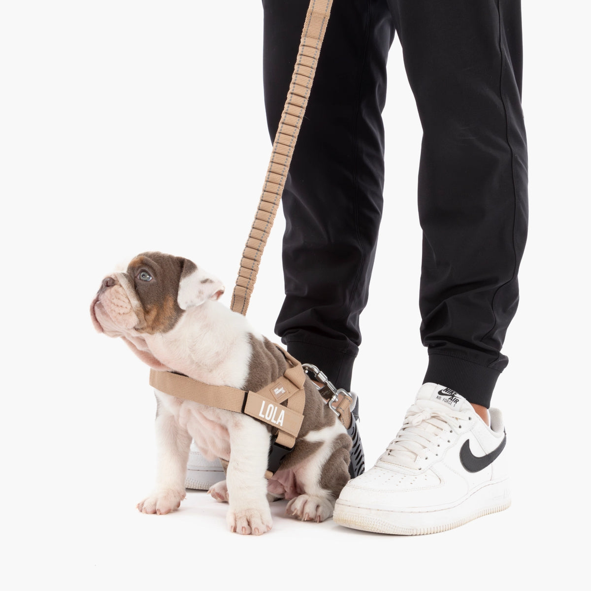 Bungee Hundeleine - Braun