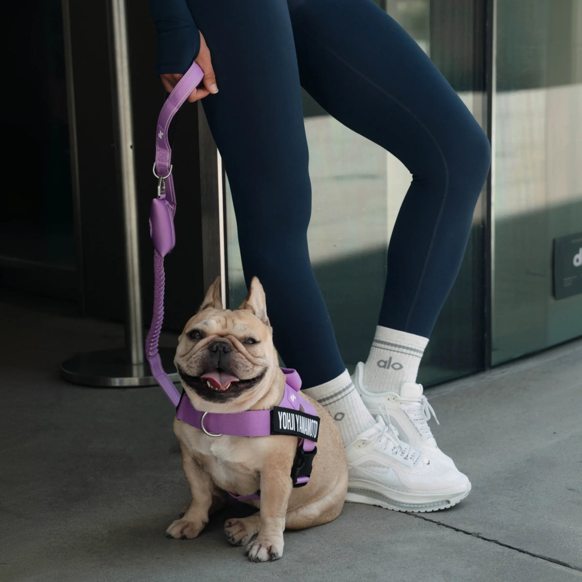 Bungee Hundeleine - Violett