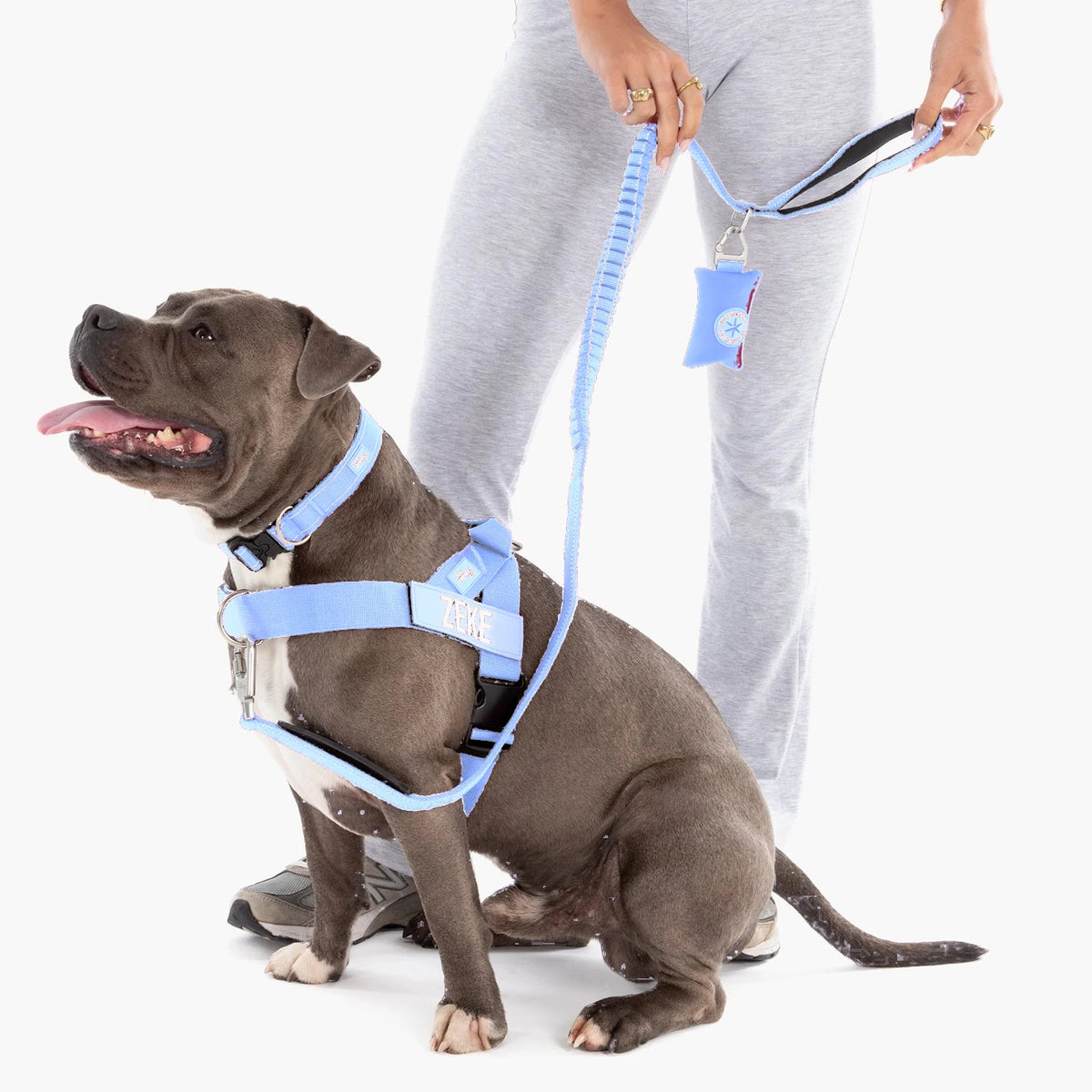 Staffy in a Air harness and collar on the Air bungee leash, the owner holding the poop bag holder