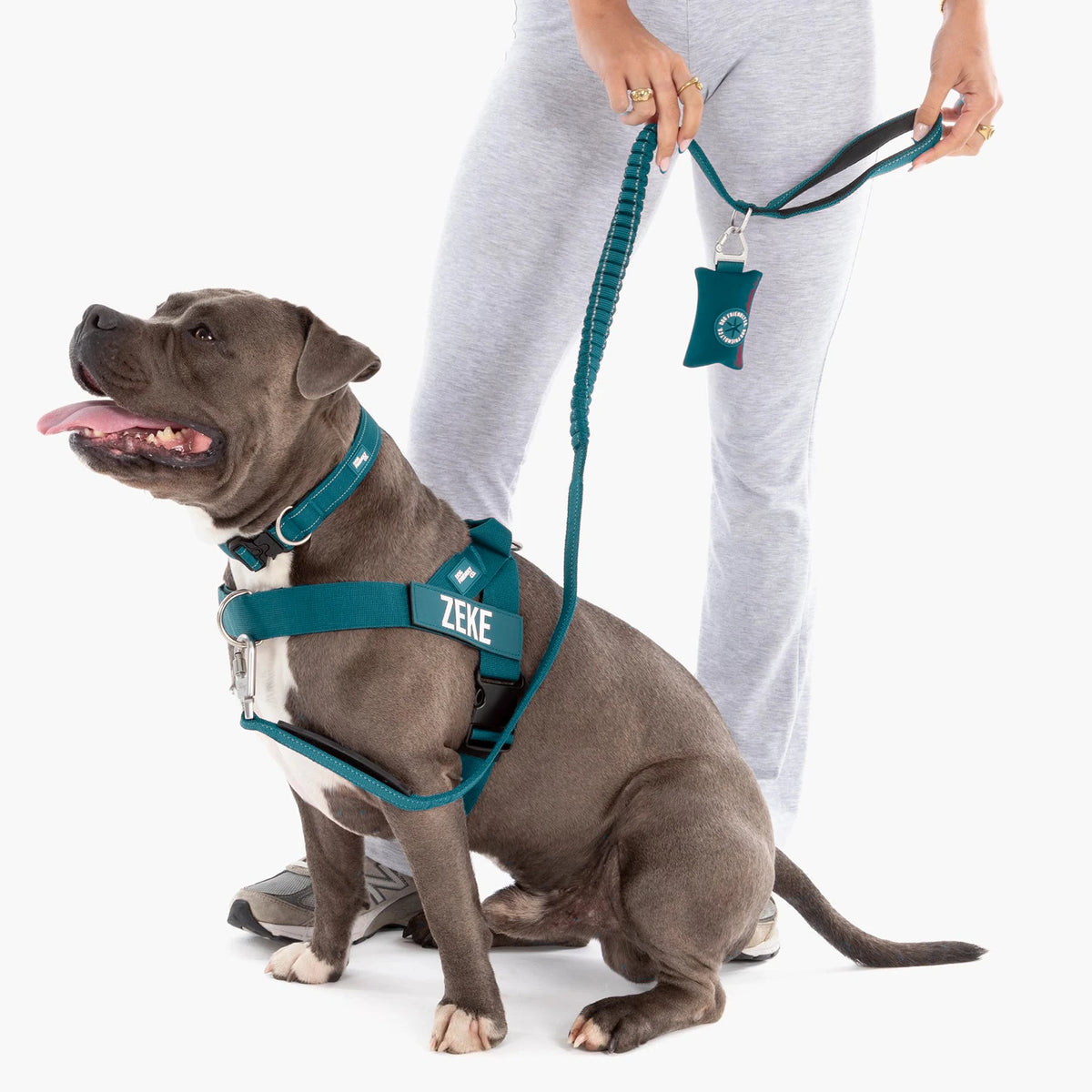 Staffy in a Forest harness and collar on the Forest bungee leash, the owner holding the poop bag holder