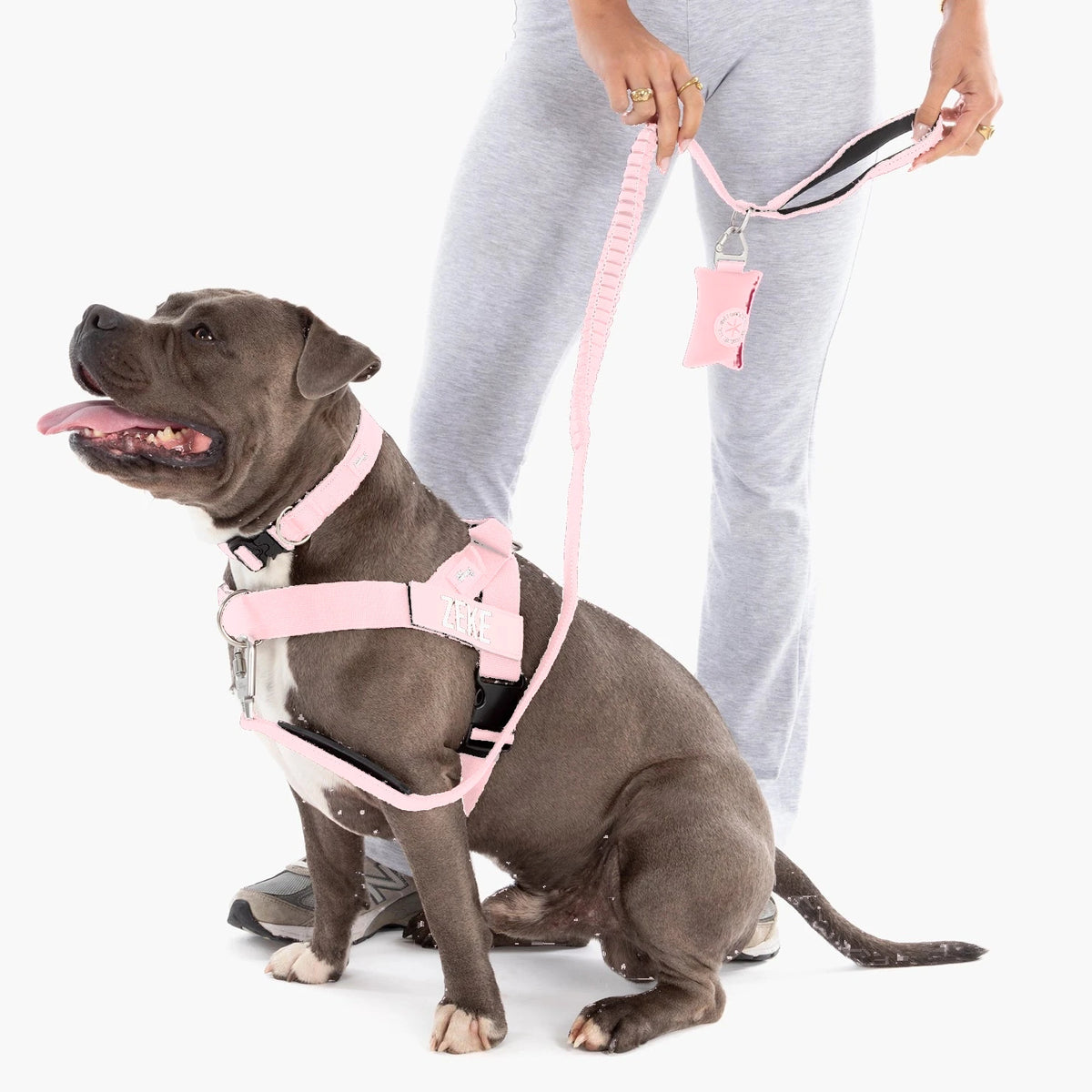 Staffy in a Sakura harness and collar on the Sakura bungee leash, the owner holding the poop bag holder