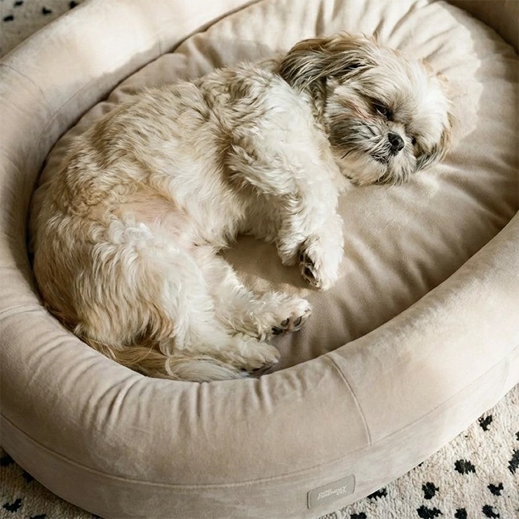 Chill Pill Memory Foam Hundebett - Beige (Klein)