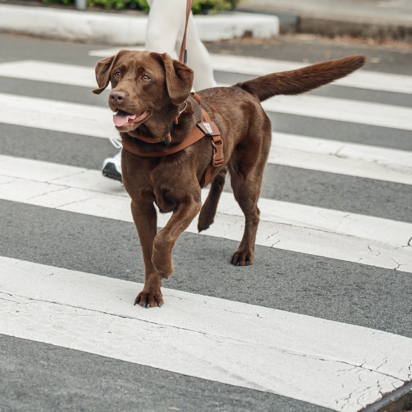 Ultimate No-Pull Bundle - Limited Edition Mocha