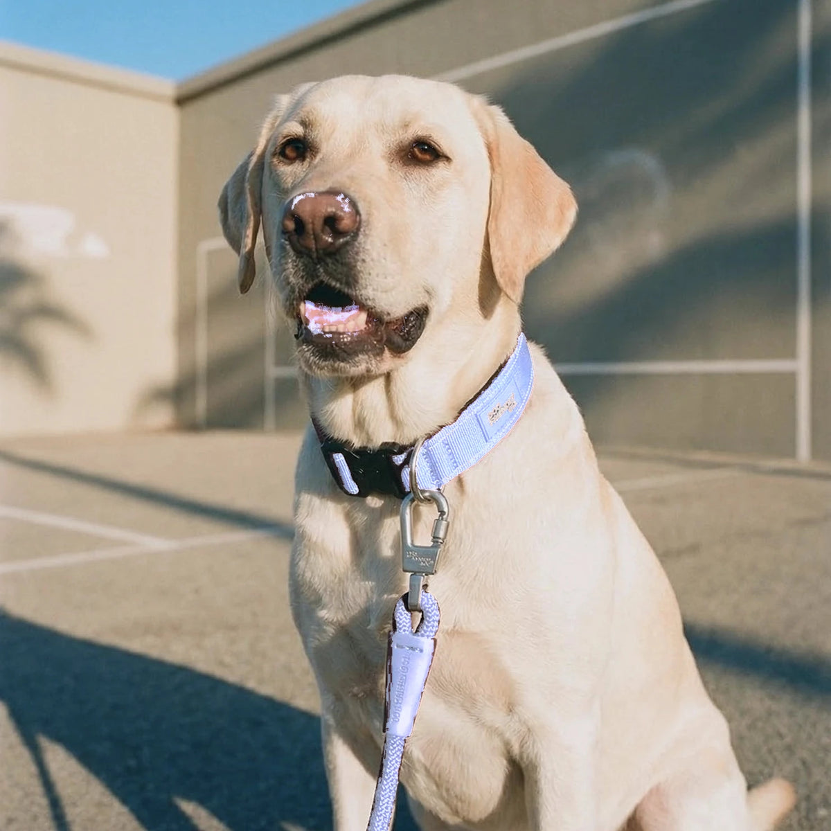 Labrador sitting in the sun in the Air tactical collar, the bungee leash clipped on