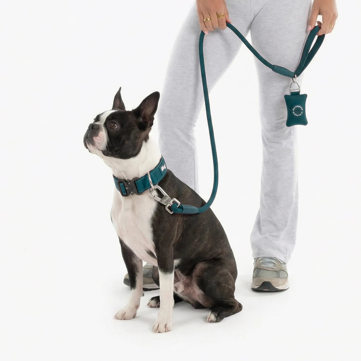 Boston terrier in the Forest tactical collar and bungee leash, with the poop bag holder on the leash