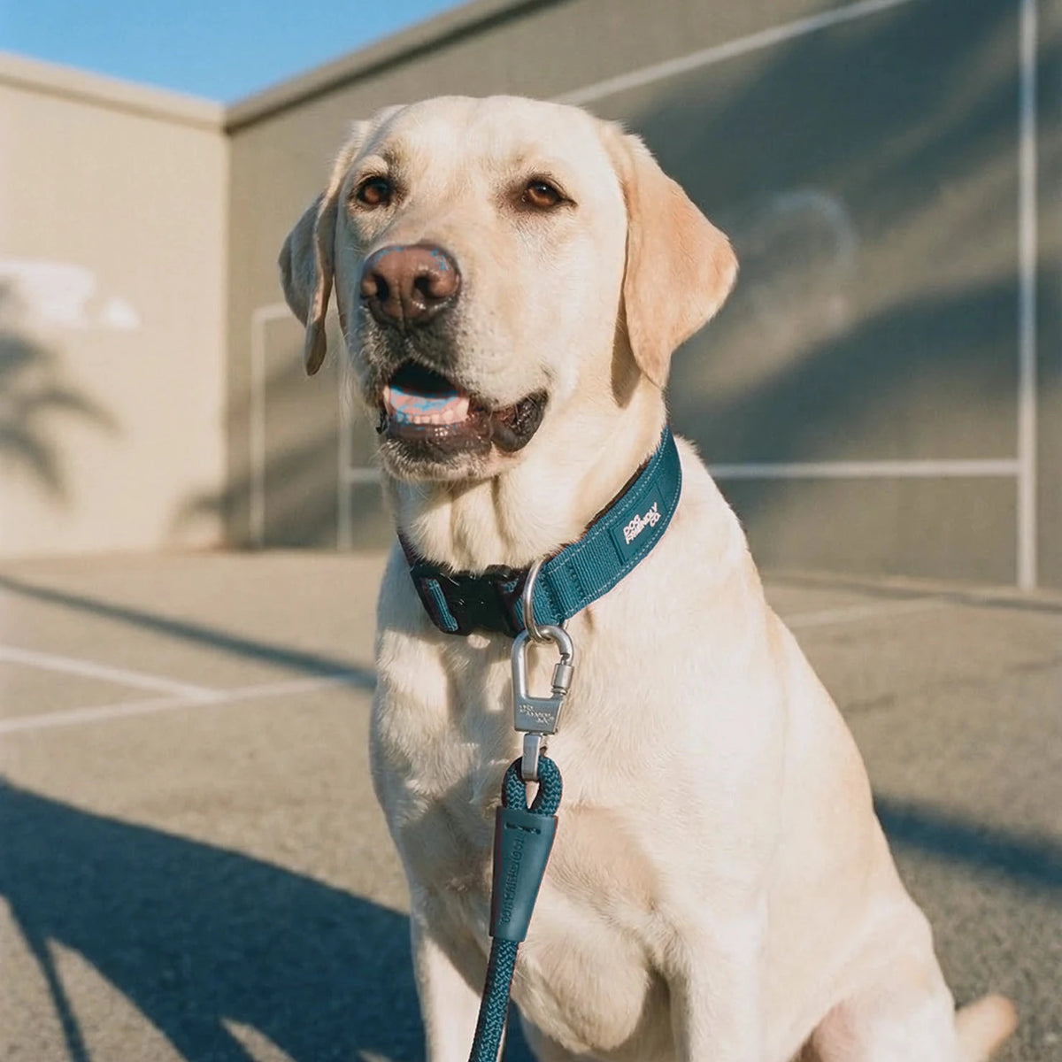 Labrador sitting in the sun in the Forest tactical collar, the bungee leash clipped on