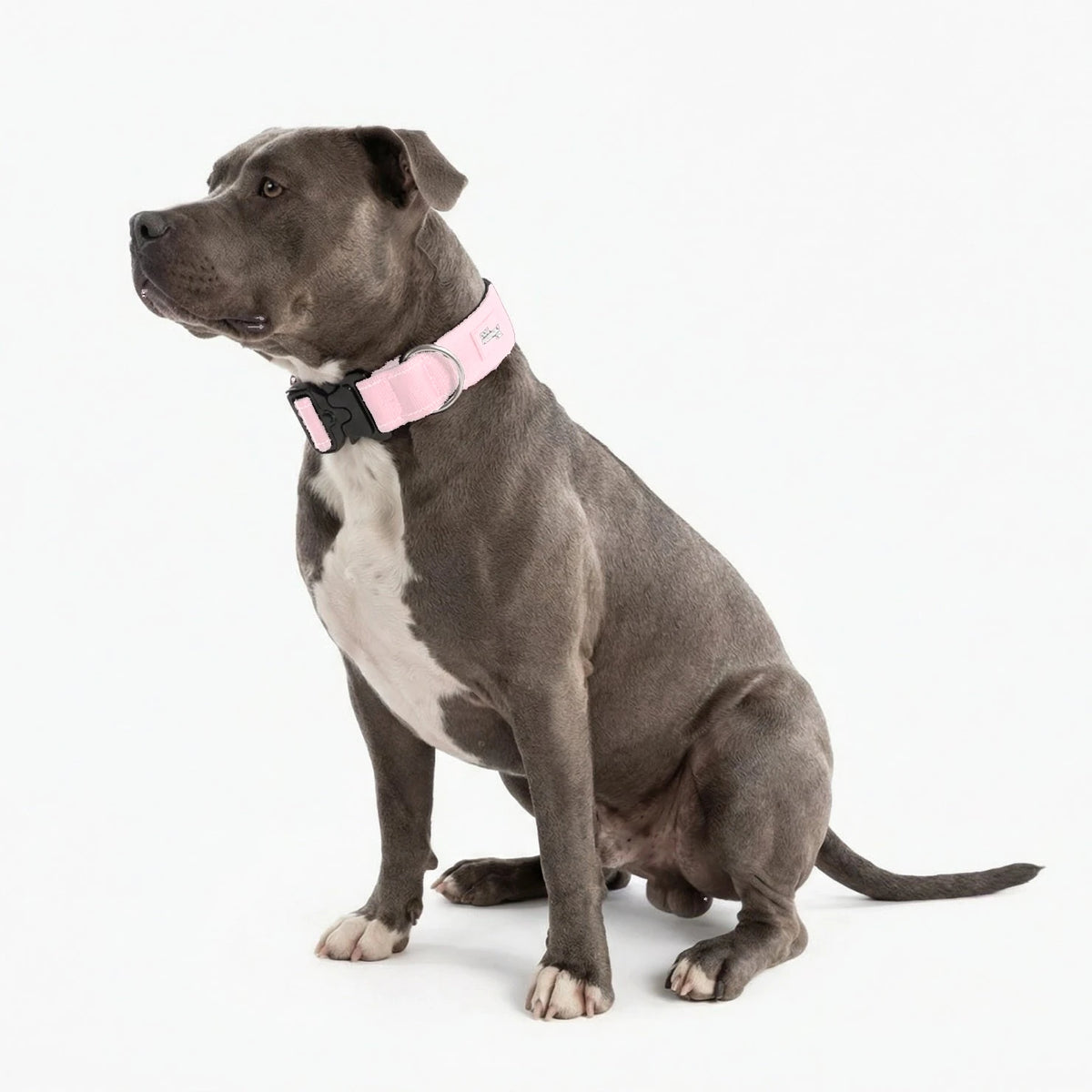 Staffy sitting in the Sakura tactical collar
