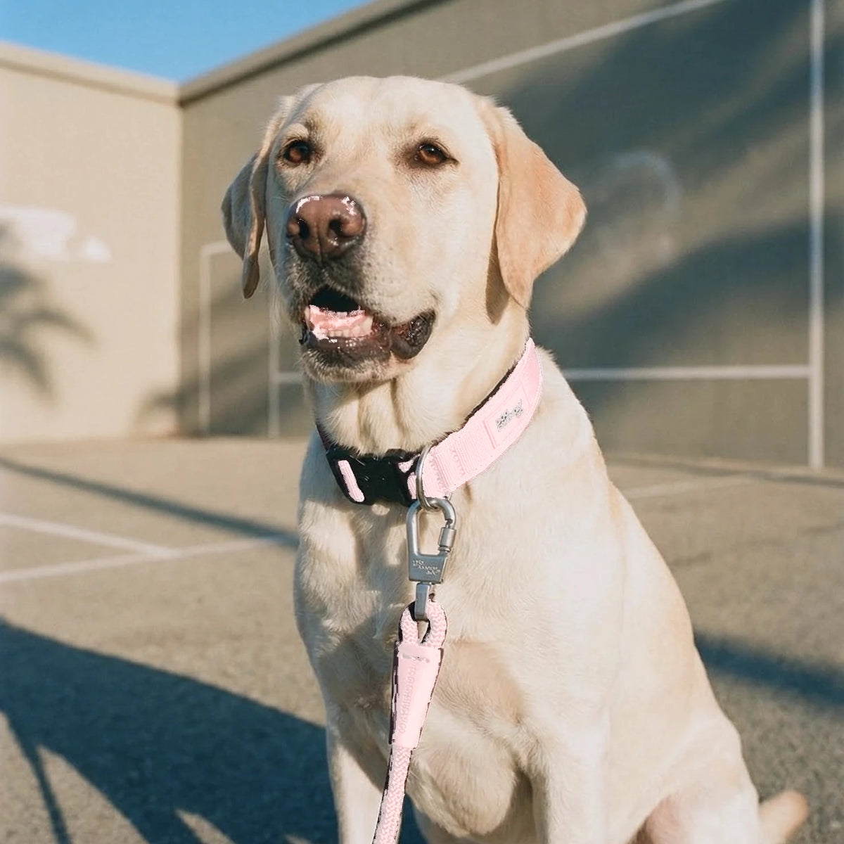 Labrador sitting in the sun in the Sakura tactical collar, the bungee leash clipped on