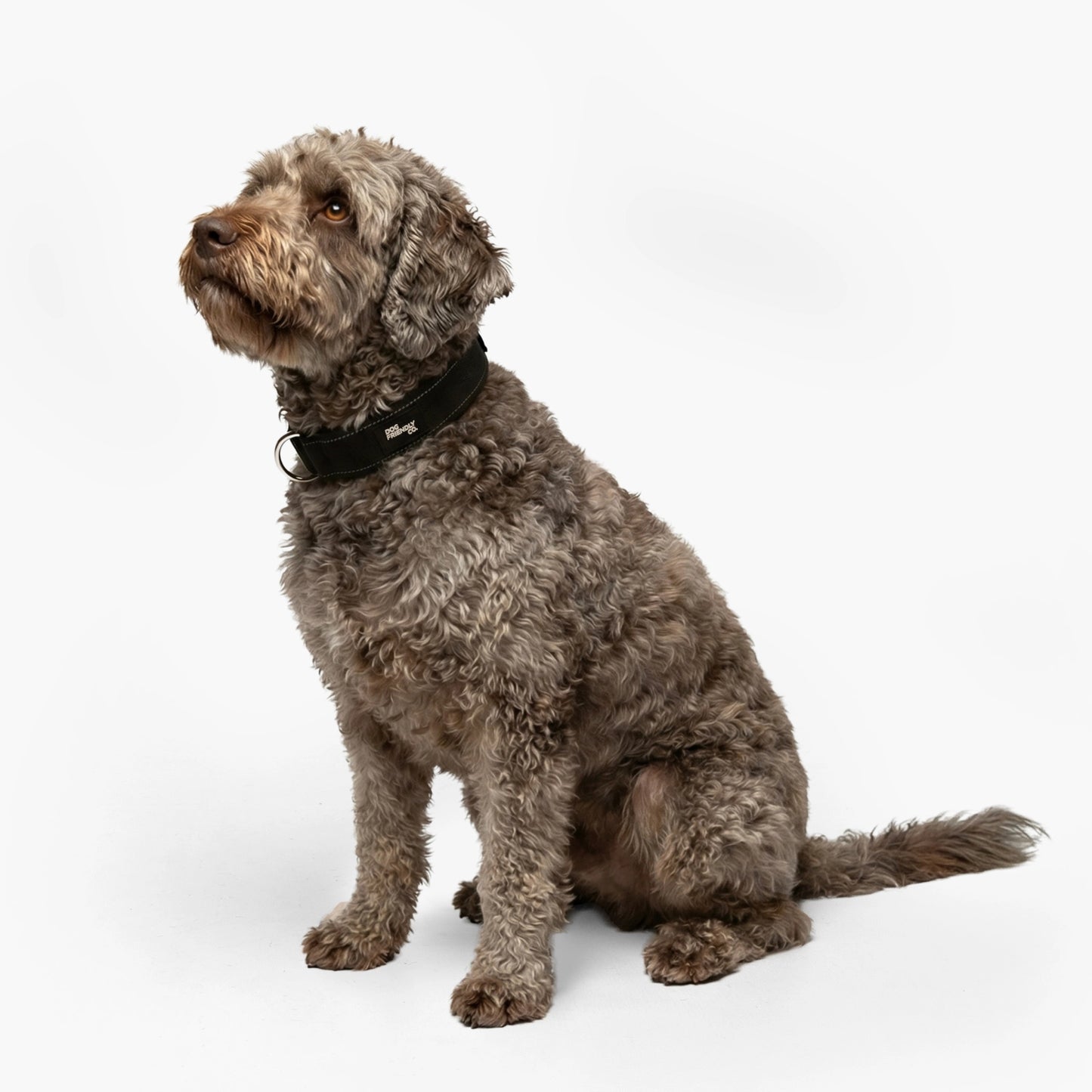 Halsband-Set für Spaziergänge - Schwarz