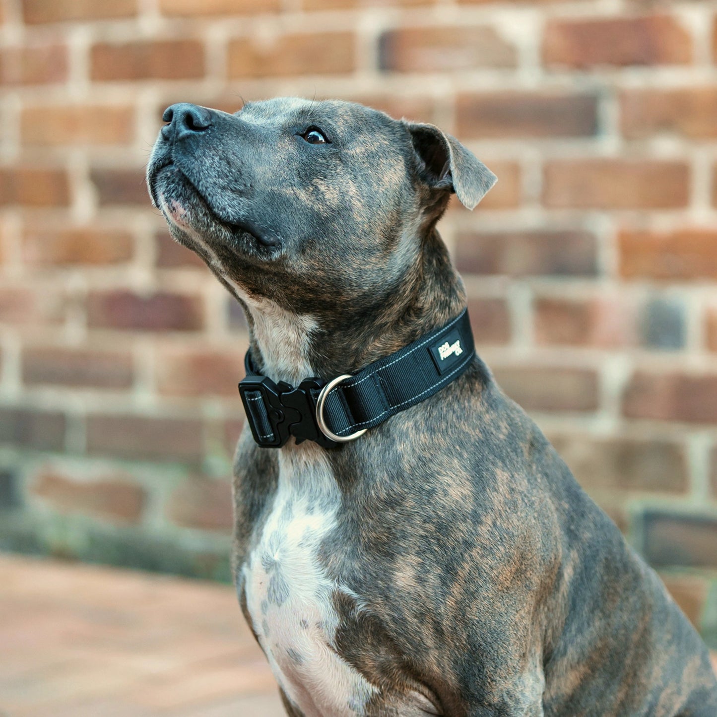 Halsband-Set für Spaziergänge - Schwarz