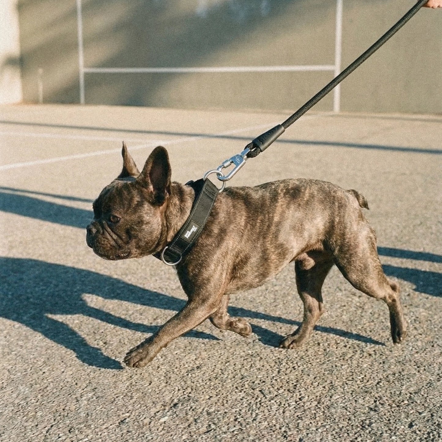 Halsband-Set für Spaziergänge - Schwarz