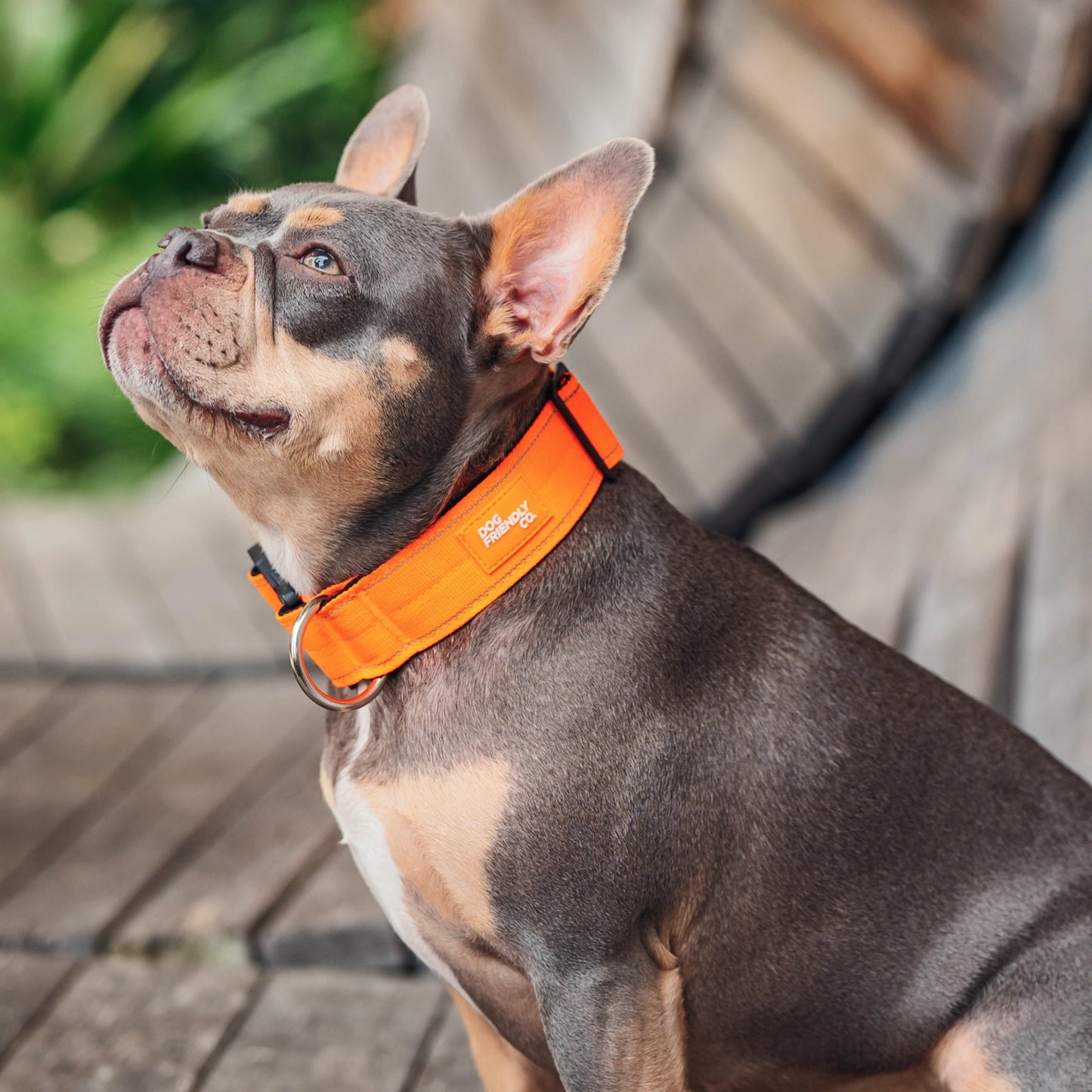 Collar Walk Set - Hi-Vis Orange