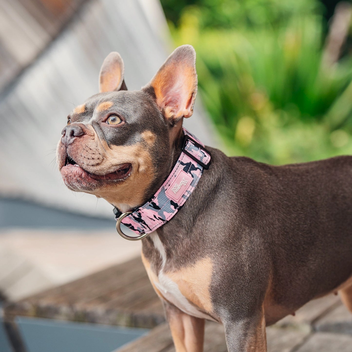 Halsband-Set für Spaziergänge - Rosa Camouflage