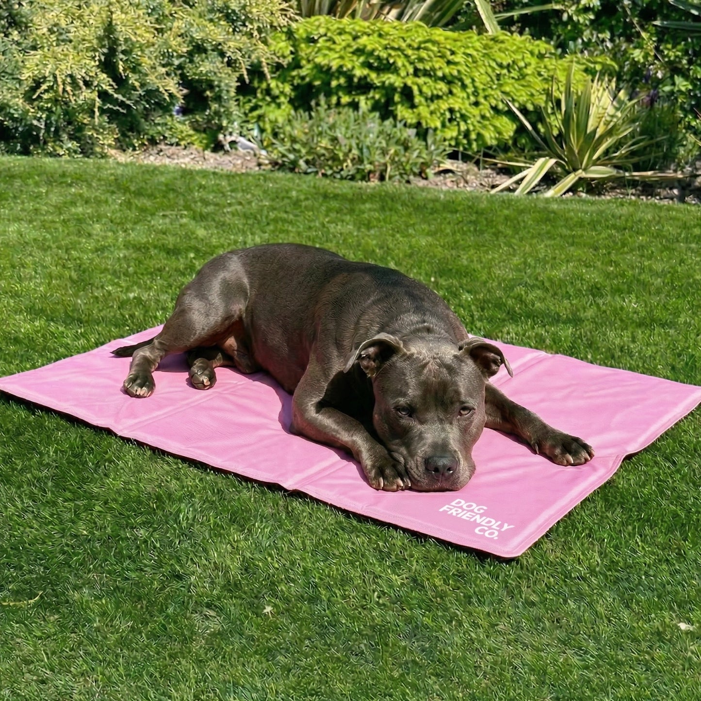 Hundekühlmatte