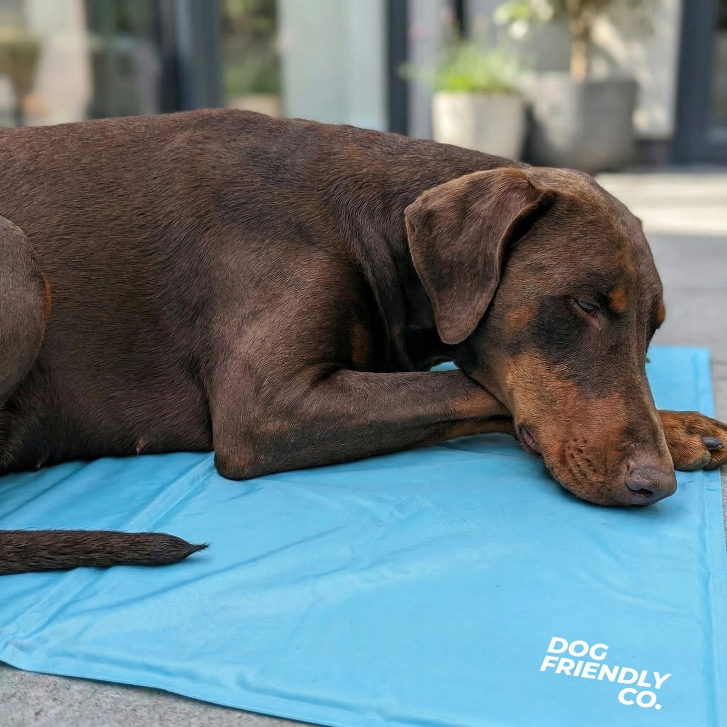 Hundekühlmatte