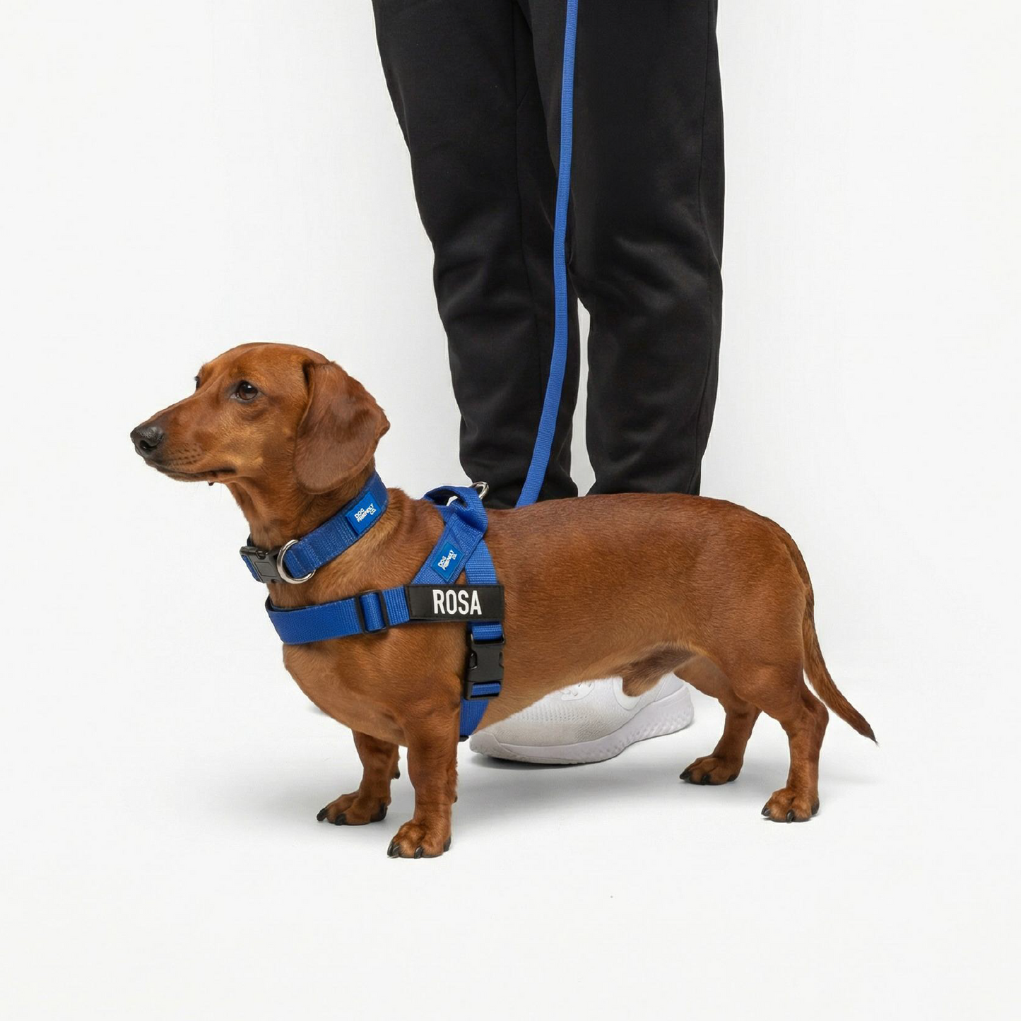 Dog Lovers Pack - Classic Blue