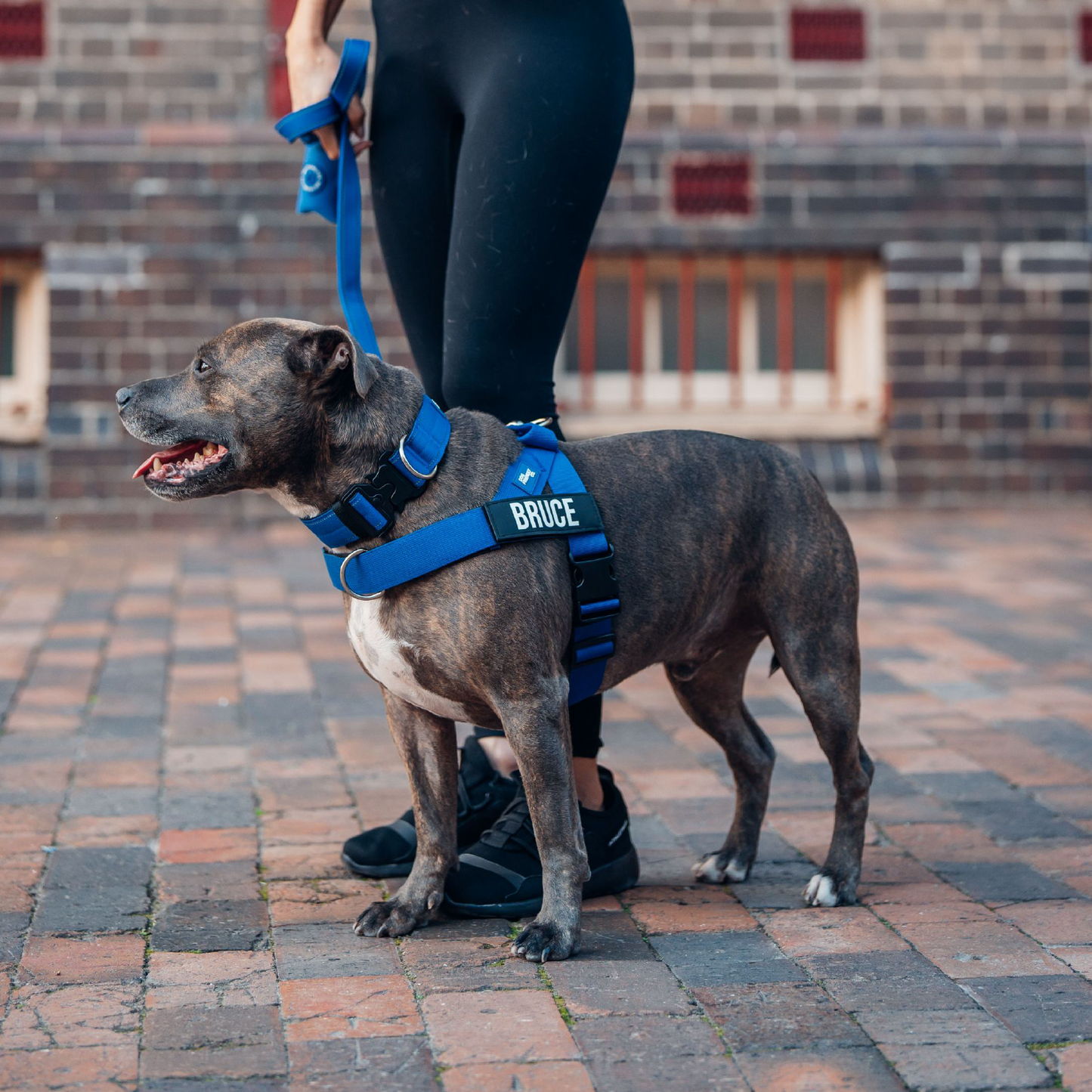 Dog Lovers Pack - Classic Blue