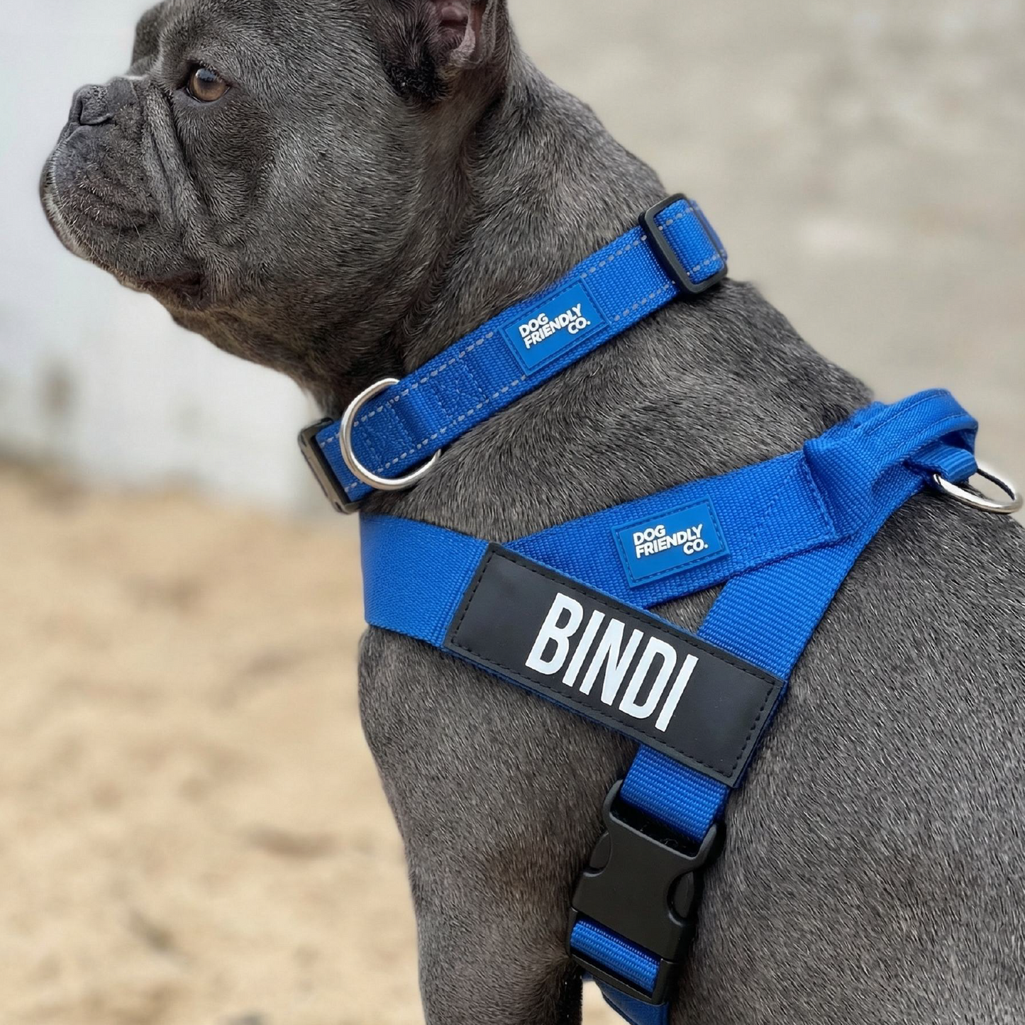 Dog Lovers Pack - Classic Blue