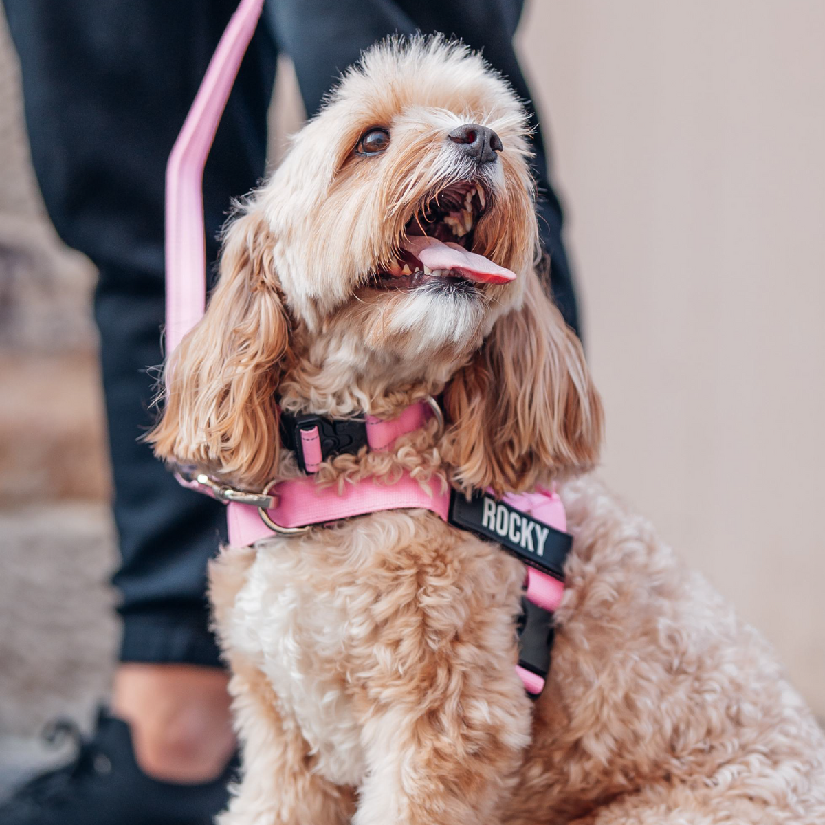 Dog Lovers Pack