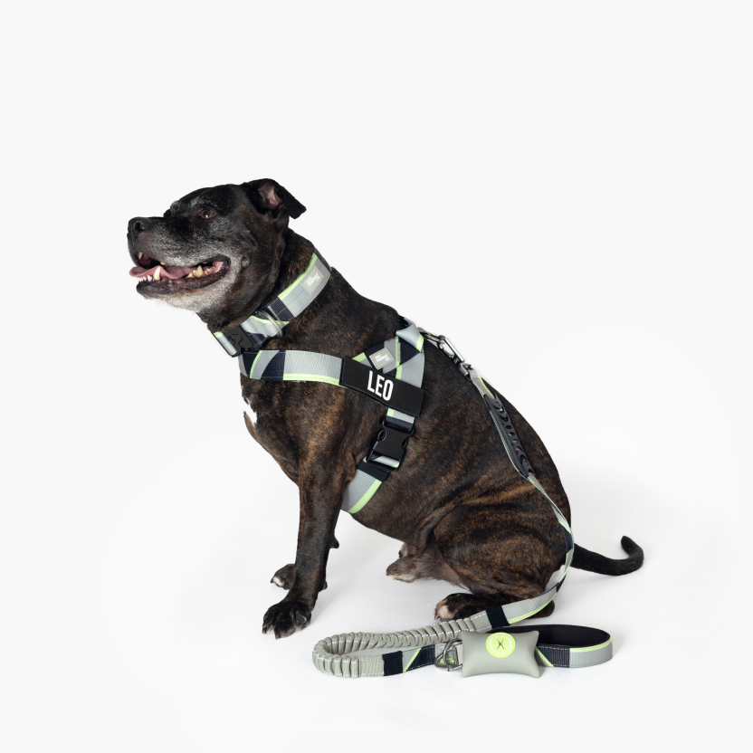 Taktisches Hundehalsband - Limitierte Auflage Grün