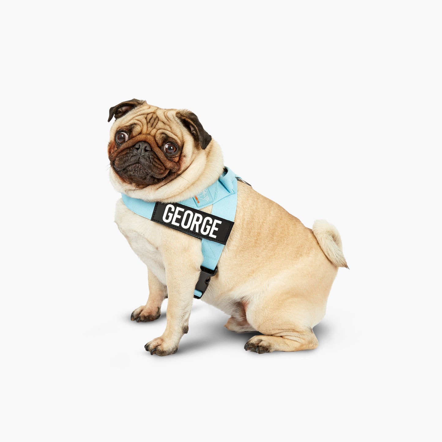 <h2>Spaziergangsbedarf</h2>