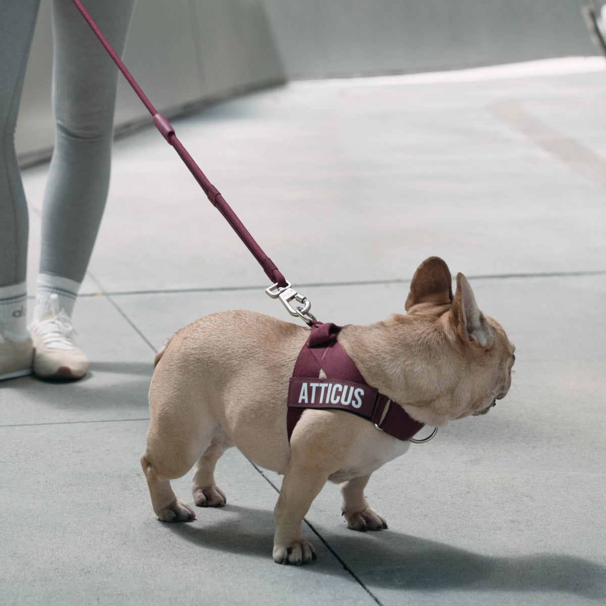 Hands Free Leash - Influencer Exclusive
