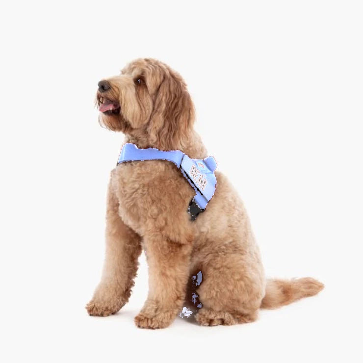 Doodle in the Air harness with the name BEAR